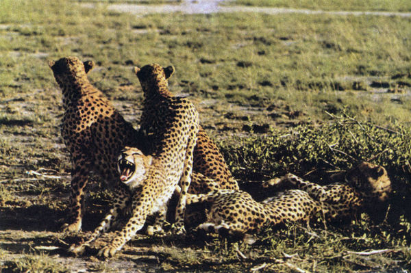 Коллектив авторов - Дикие кошки