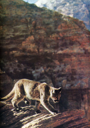 Коллектив авторов - Дикие кошки