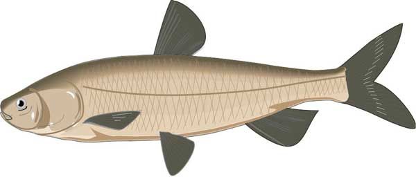 Константин Сторожев - Ловля карпа, леща, толстолобика, белого амура. Секреты и...