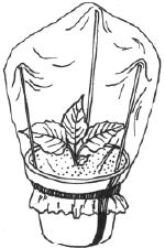 Наталья Логачева, Наталья Шешко - Энциклопедия комнатных растений