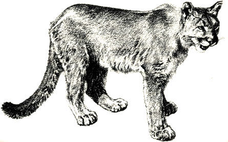 Коллектив авторов - Дикие кошки