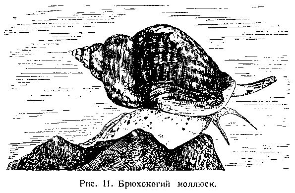 В. Богоров - Подводный мир