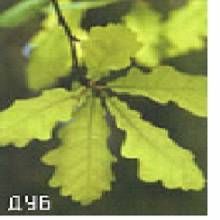 Сергей Бродяга - Инструкция: как изготовить лук своими руками