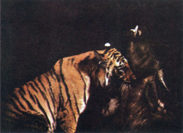 Коллектив авторов - Дикие кошки