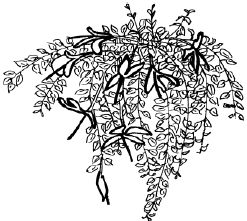 Наталья Логачева, Наталья Шешко - Энциклопедия комнатных растений