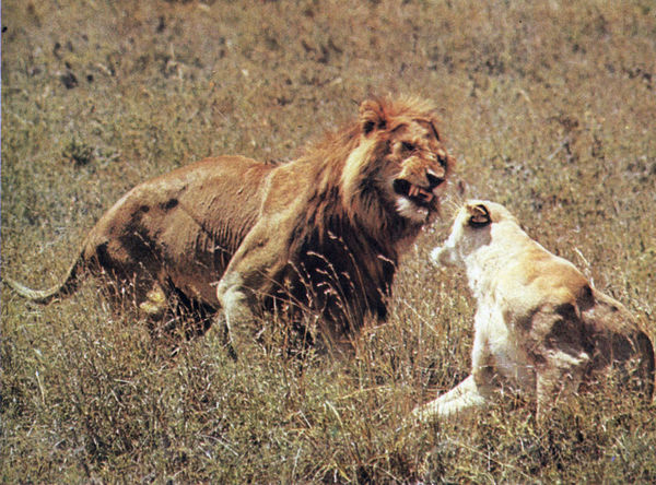 Коллектив авторов - Дикие кошки