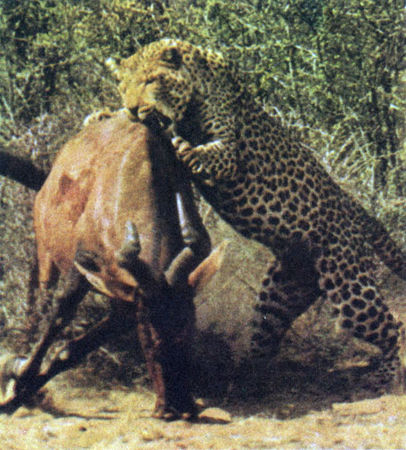 Коллектив авторов - Дикие кошки