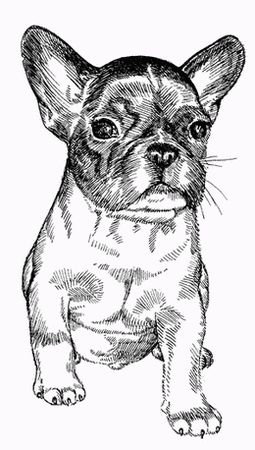 Марина Куропаткина - Французский бульдог