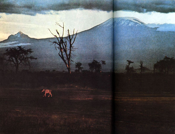 Коллектив авторов - Дикие кошки