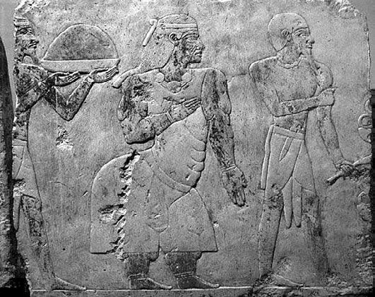 Сборник - Папоротники