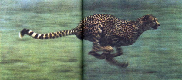 Коллектив авторов - Дикие кошки