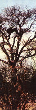 Коллектив авторов - Дикие кошки