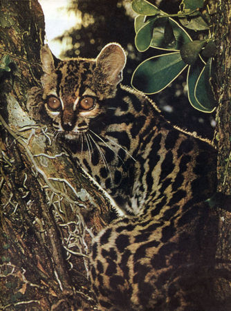 Коллектив авторов - Дикие кошки