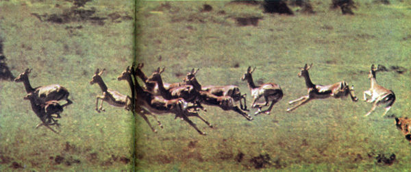 Коллектив авторов - Дикие кошки