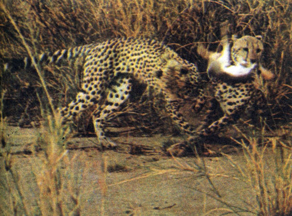 Коллектив авторов - Дикие кошки