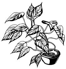 Наталья Логачева, Наталья Шешко - Энциклопедия комнатных растений