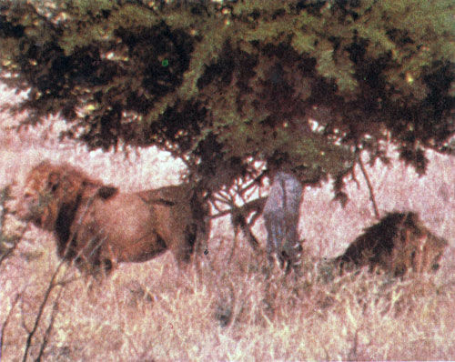 Коллектив авторов - Дикие кошки