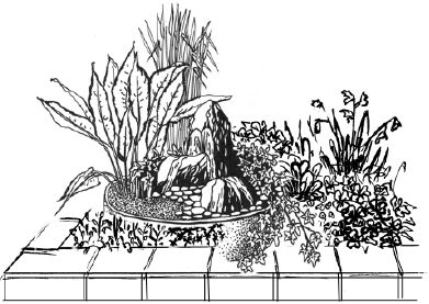 Наталья Логачева, Наталья Шешко - Энциклопедия комнатных растений