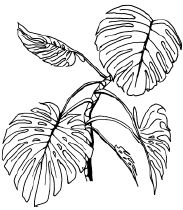 Наталья Логачева, Наталья Шешко - Энциклопедия комнатных растений