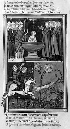 Сборник - Папоротники