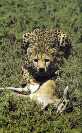 Коллектив авторов - Дикие кошки