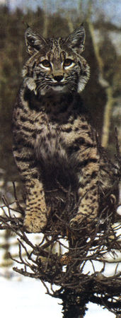 Коллектив авторов - Дикие кошки