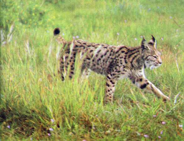 Коллектив авторов - Дикие кошки