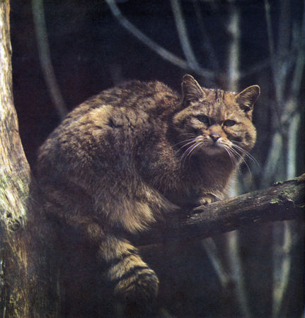 Коллектив авторов - Дикие кошки