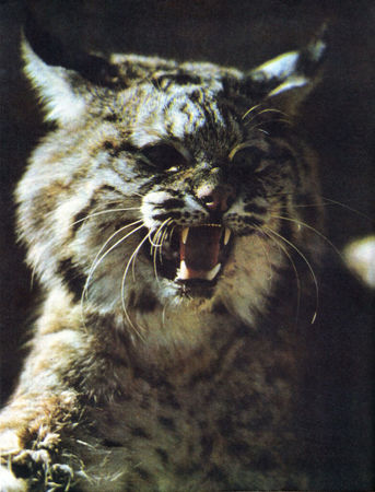 Коллектив авторов - Дикие кошки