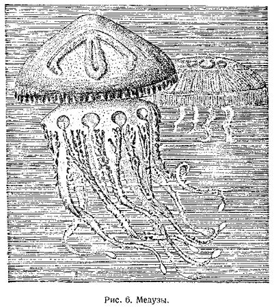 В. Богоров - Подводный мир