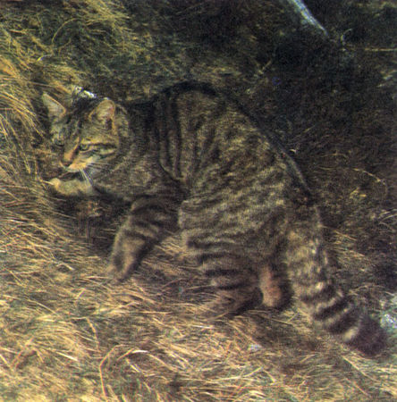 Коллектив авторов - Дикие кошки