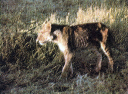 Коллектив авторов - Дикие кошки