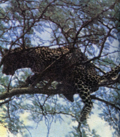 Коллектив авторов - Дикие кошки