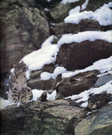 Коллектив авторов - Дикие кошки