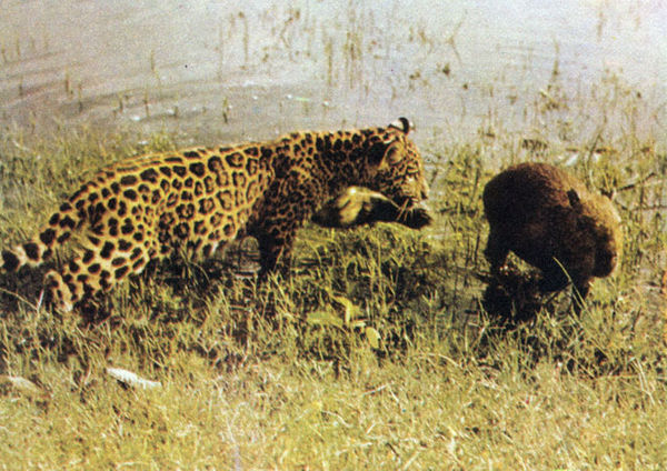 Коллектив авторов - Дикие кошки