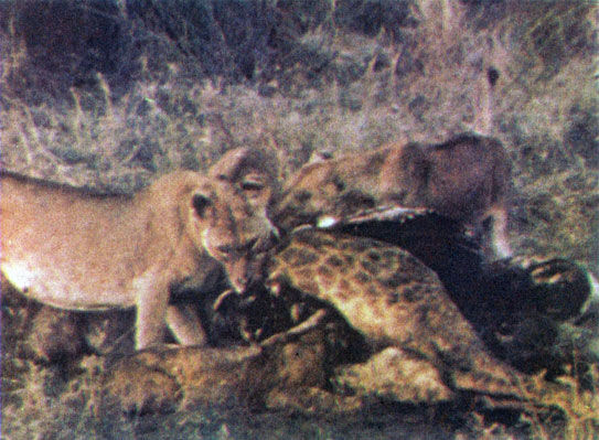 Коллектив авторов - Дикие кошки