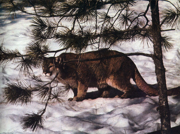 Коллектив авторов - Дикие кошки