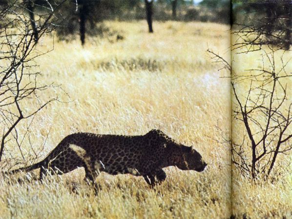 Коллектив авторов - Дикие кошки