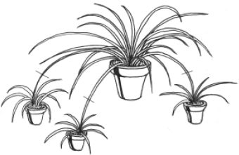 Наталья Логачева, Наталья Шешко - Энциклопедия комнатных растений