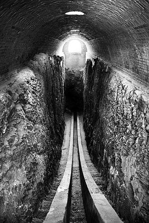 Сборник - Папоротники