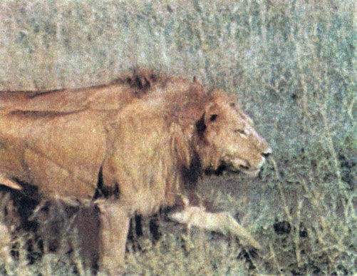 Коллектив авторов - Дикие кошки