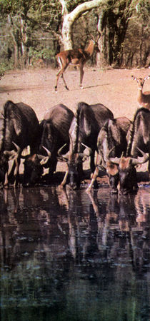 Коллектив авторов - Дикие кошки