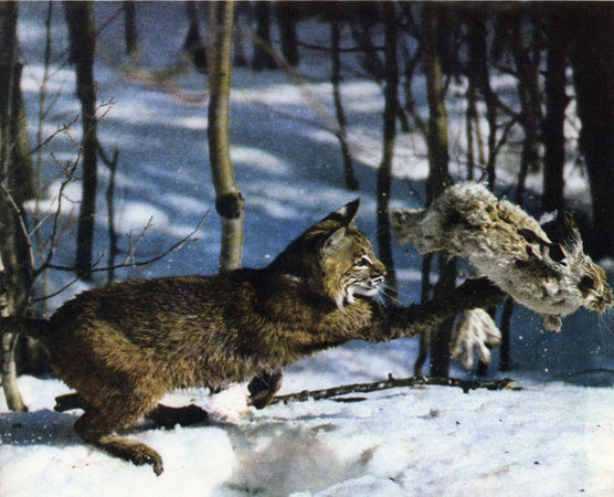 Коллектив авторов - Дикие кошки