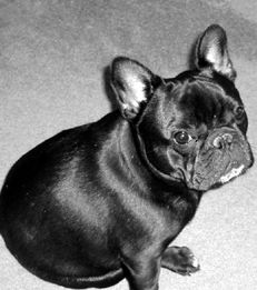 Марина Куропаткина - Французский бульдог