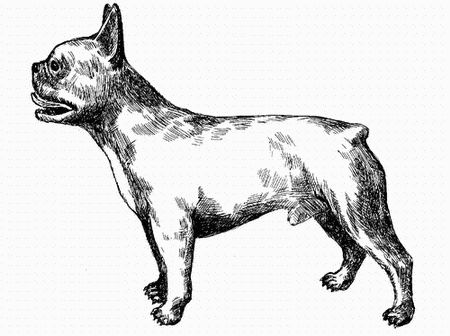 Марина Куропаткина - Французский бульдог