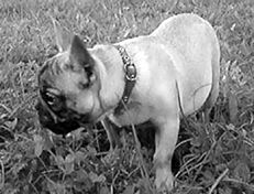 Марина Куропаткина - Французский бульдог