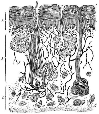 Иван Саркизов-Серазини - Спортивный массаж