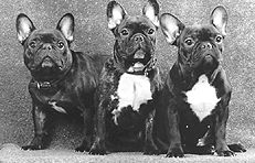 Французский бульдог