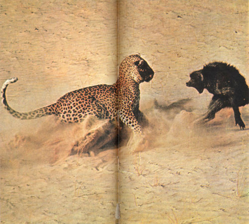 Коллектив авторов - Дикие кошки