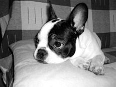 Марина Куропаткина - Французский бульдог